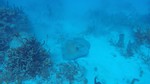 Belize barrier reef diving